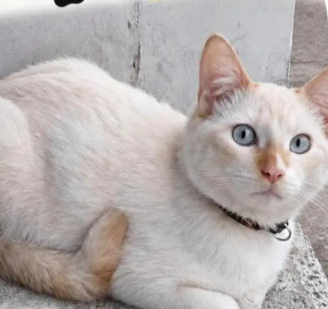 Foto de Copito