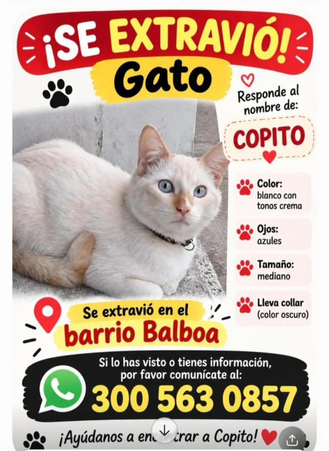 Foto de Copito — foto 2 de 2