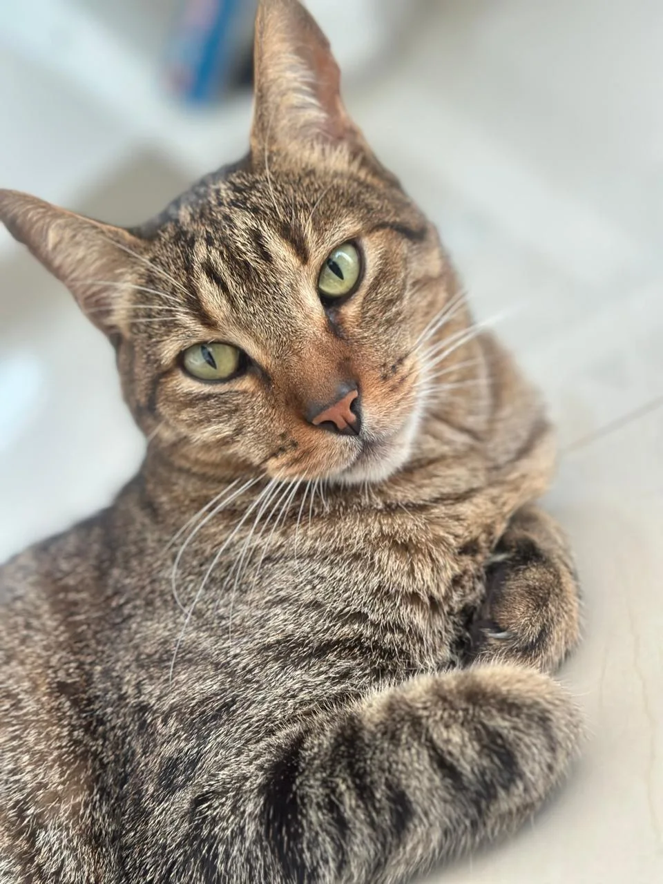 Foto de Gato