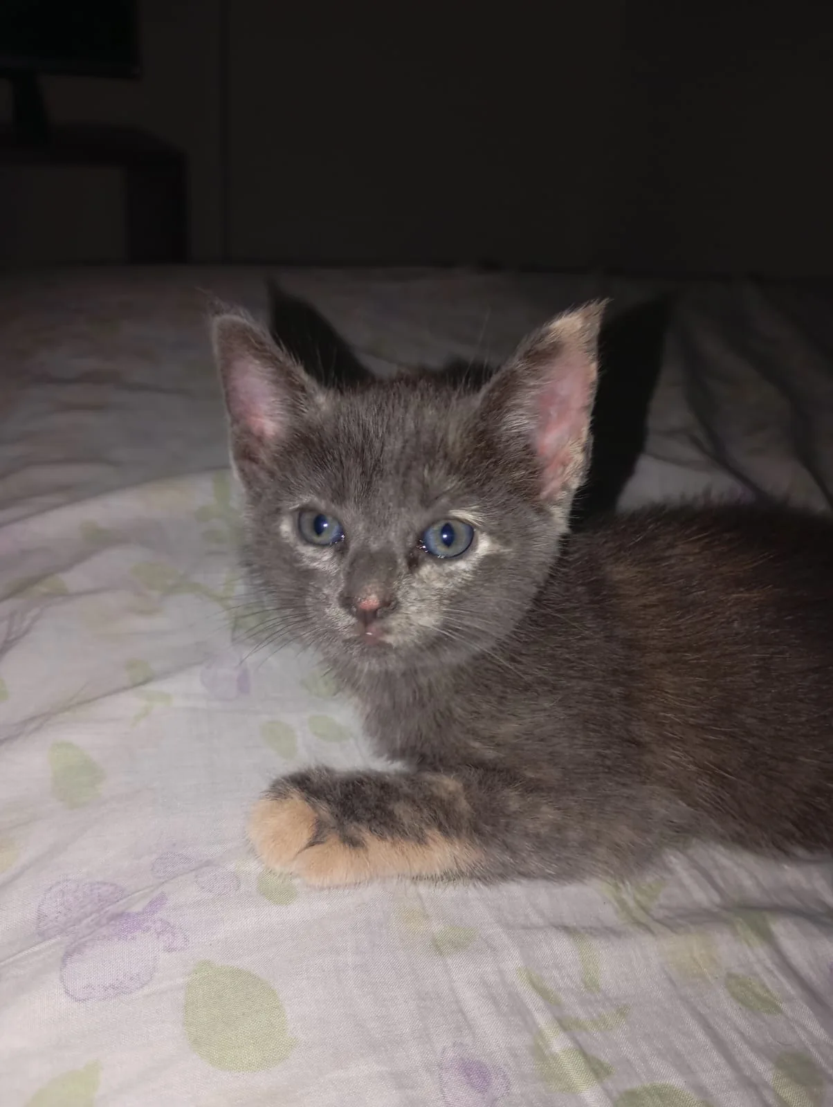 Foto de Gato