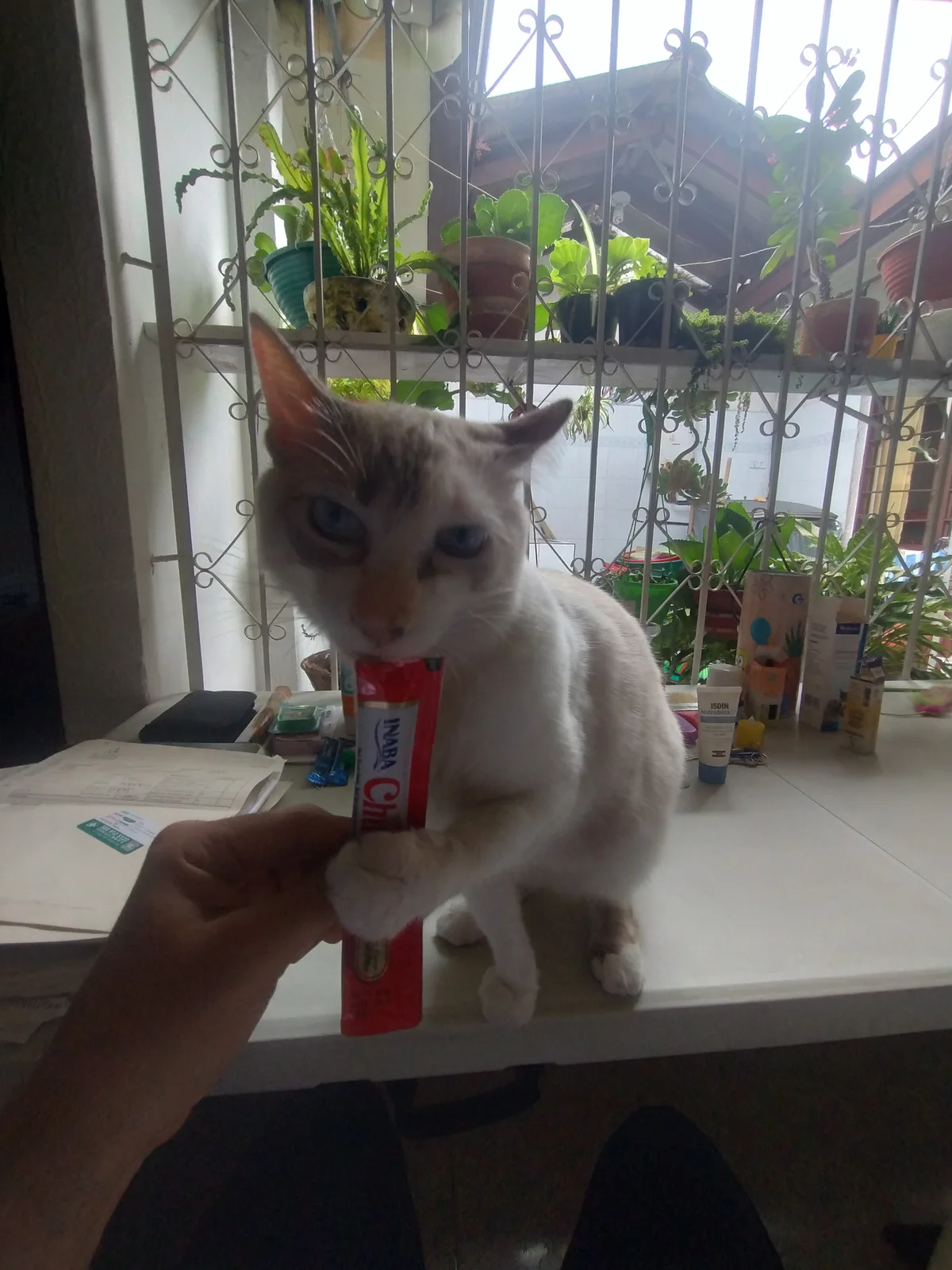 Foto de Gato