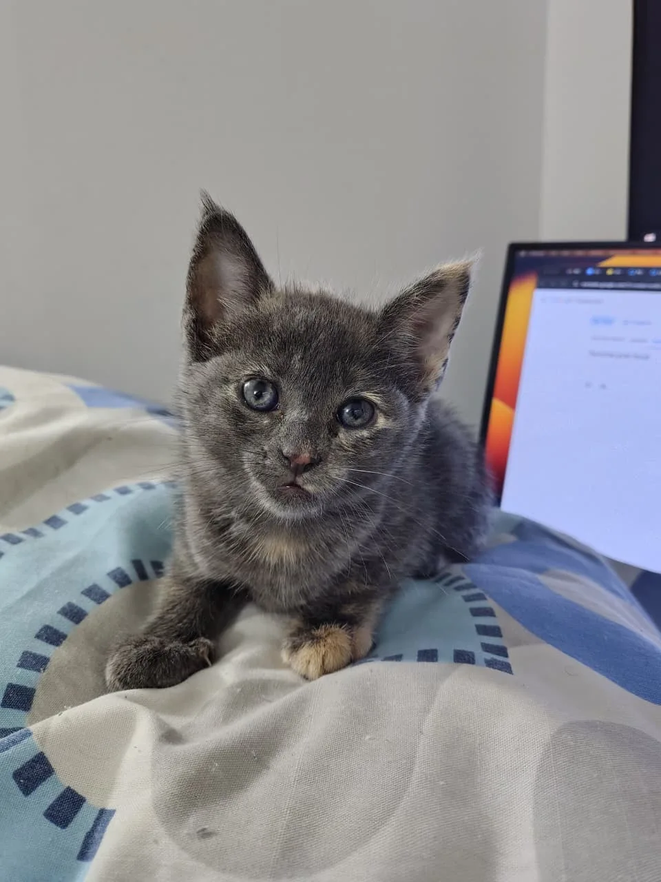 Foto de Gato