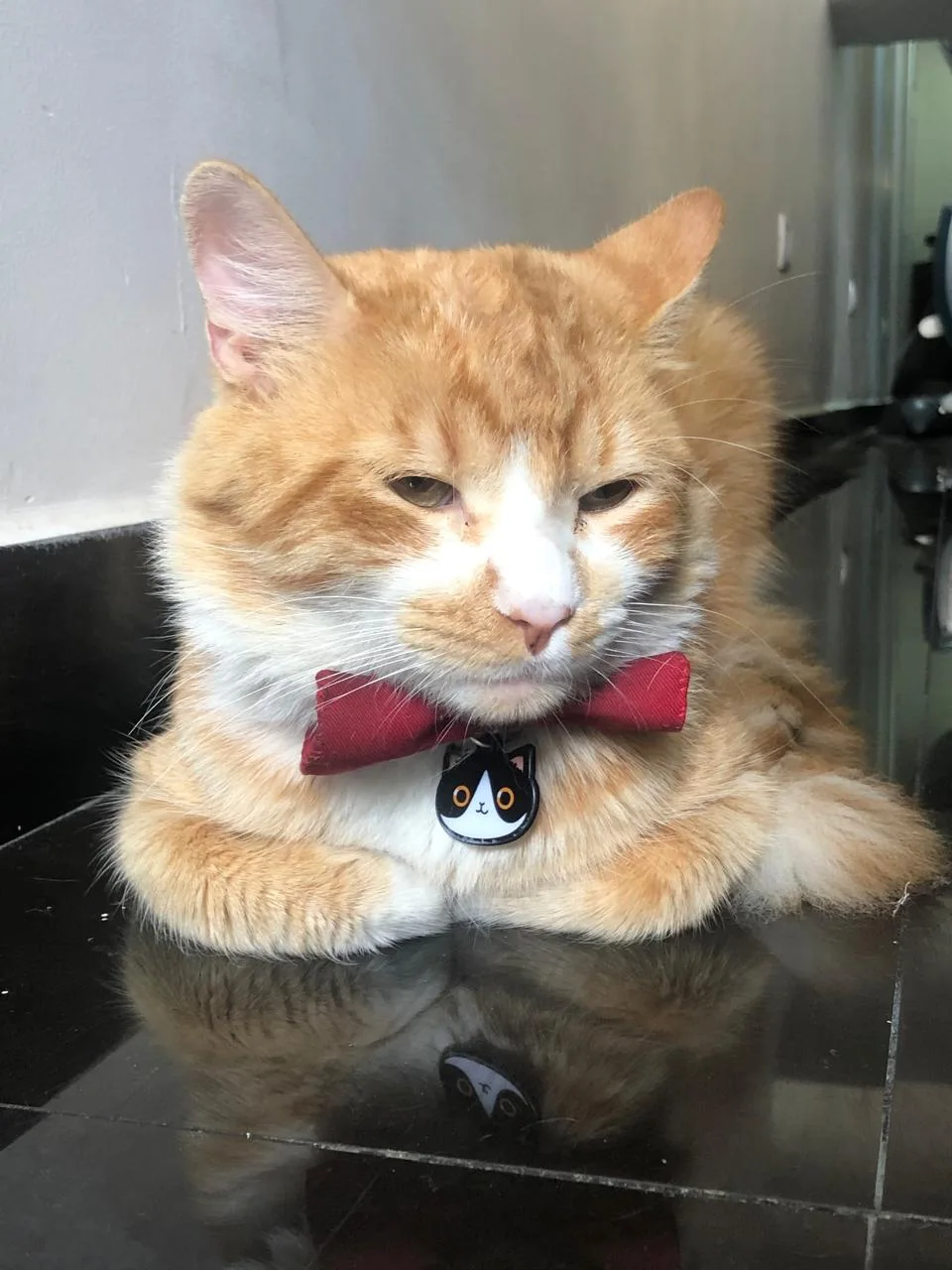 Foto de Gato