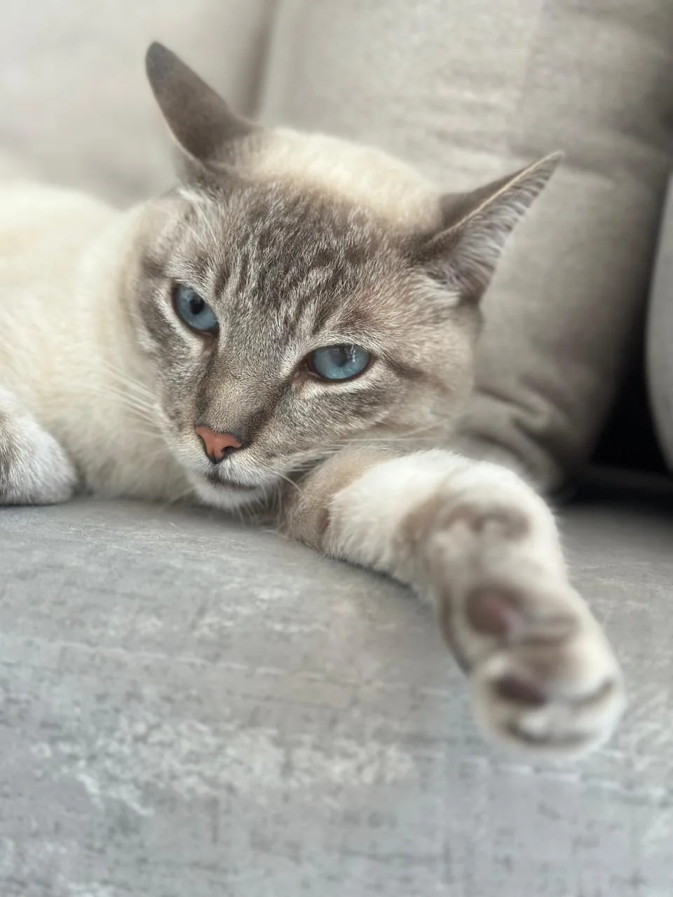 Foto de Gato